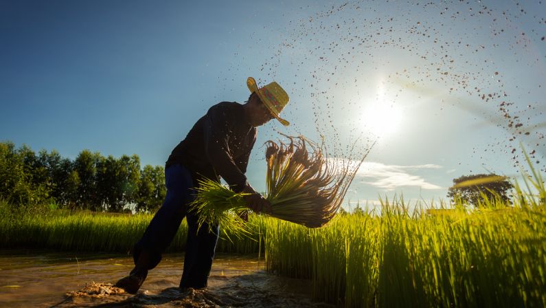 Australian Agriculture