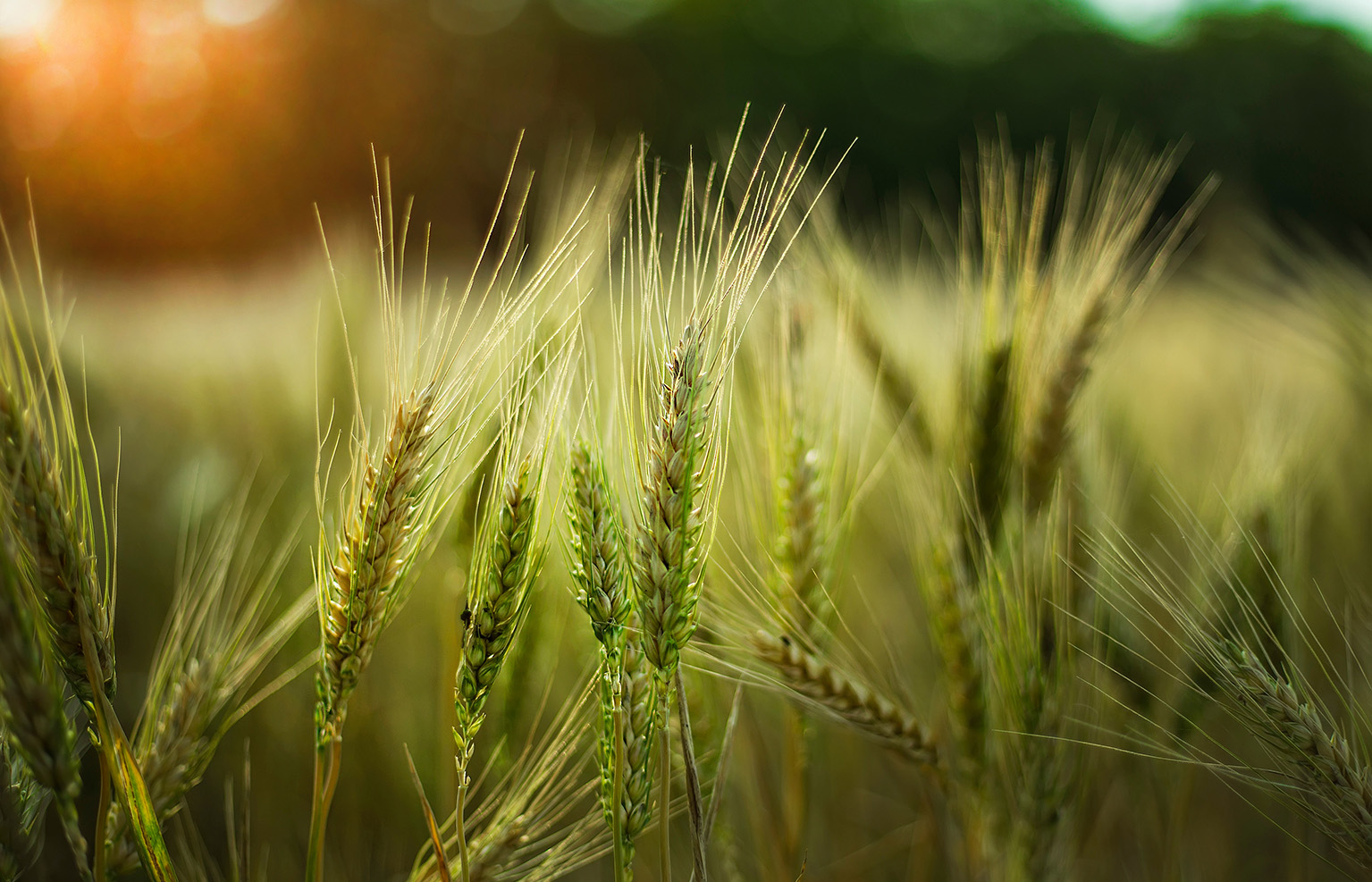 From the Ground Up: AgXtra’s path to Sustainable growth through ESG